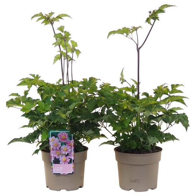 Image de Anemone x hybrida 'Serenade' - pot 19 cm