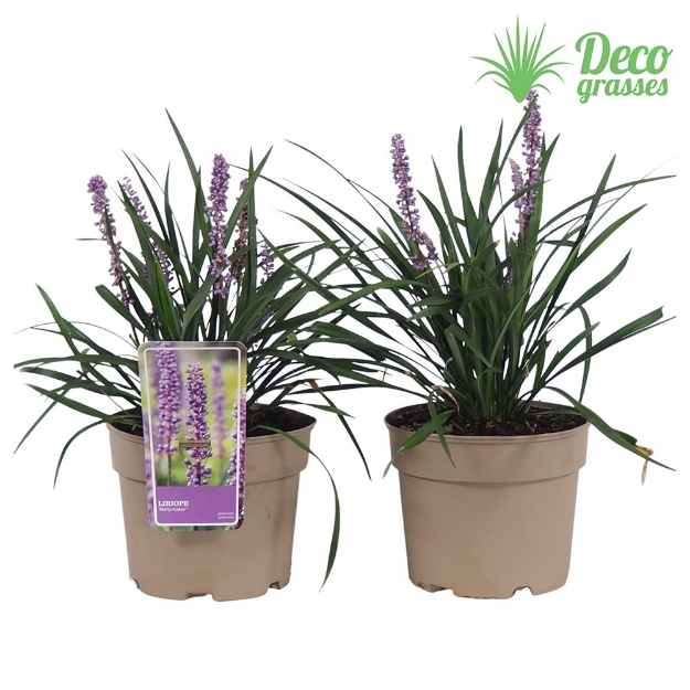 Image de Liriope muscari 'Moneymaker' - pot 19 cm