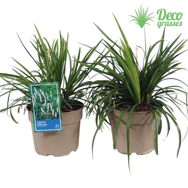 Image de Liriope muscari 'Monroe White' - pot 19 cm
