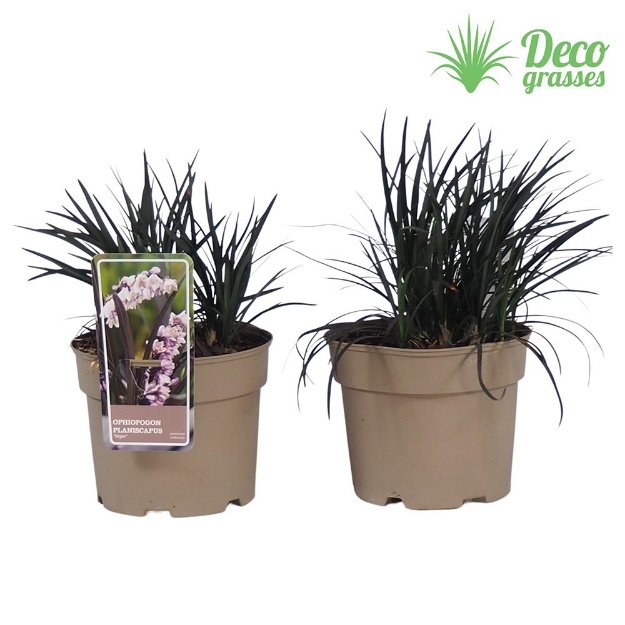 Image de Ophiopogon planiscapius 'Niger' - pot 19 cm