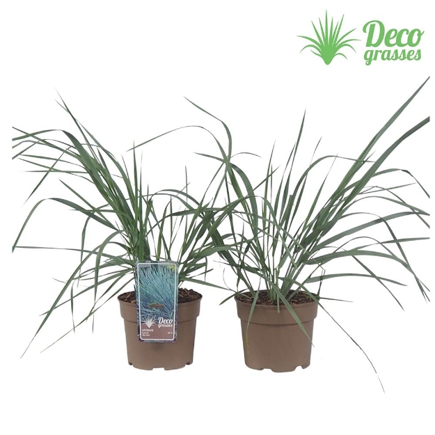 Image de Leymus arenarius 'Blue Dune' - pot 19 cm