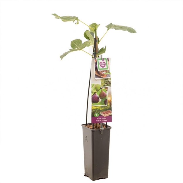 Image de Ficus carica Brown Turkey - pot 11 cm