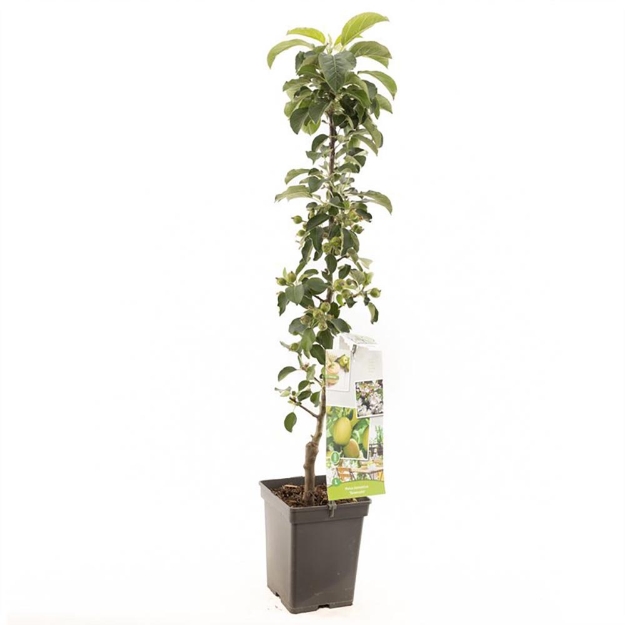 Image de Malus dom. Greencats colonne