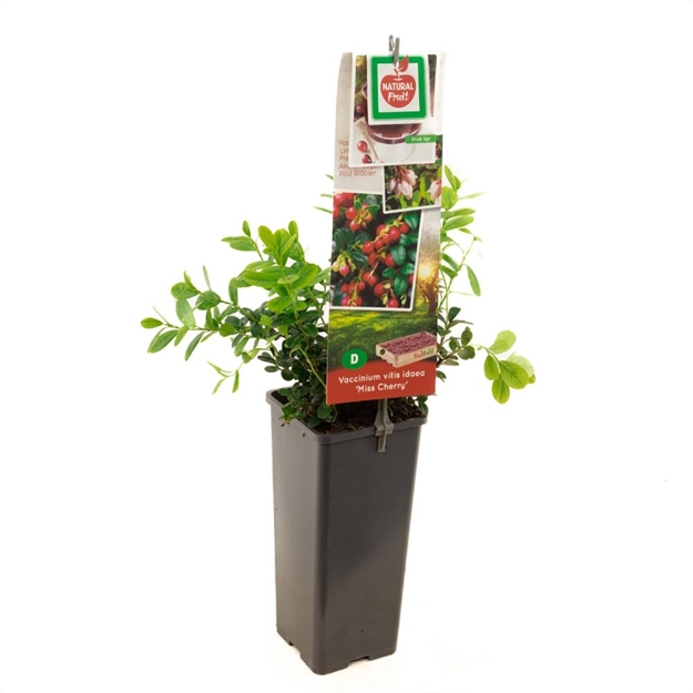 Image de Vaccinium vitis idaea Miss Cherry