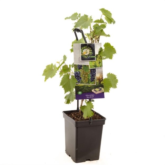 Image de Vitis vin. Duo de raisin - poignée de transport