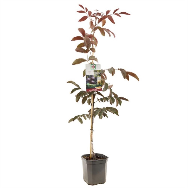 Image de Juglans regia Purpurea broche