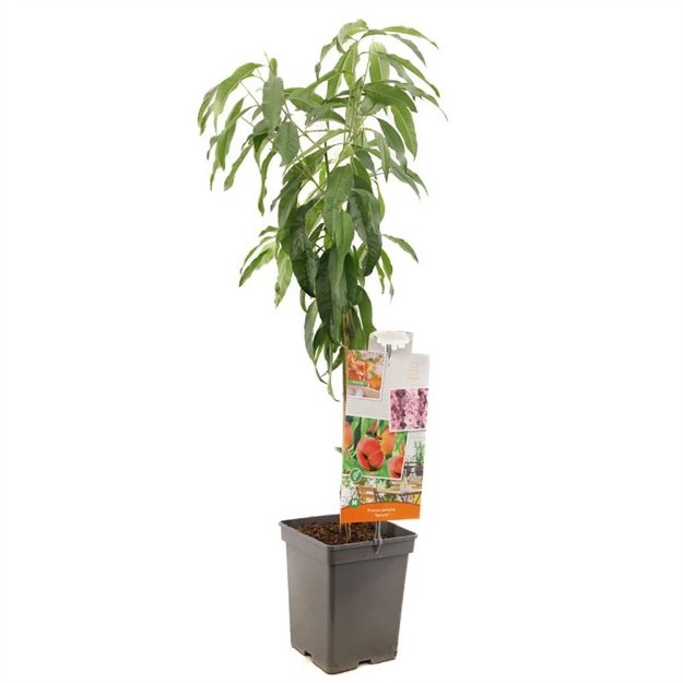 Image de Prunus persica Saturn