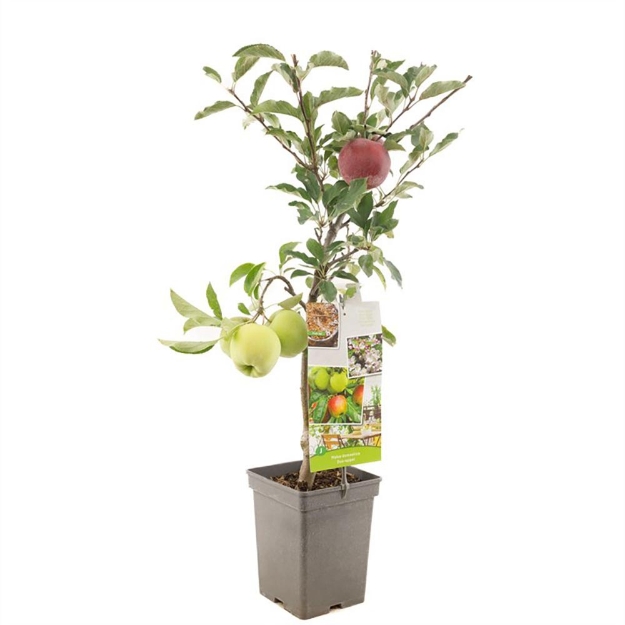 Image de Malus dom. Duo-pomme Patio