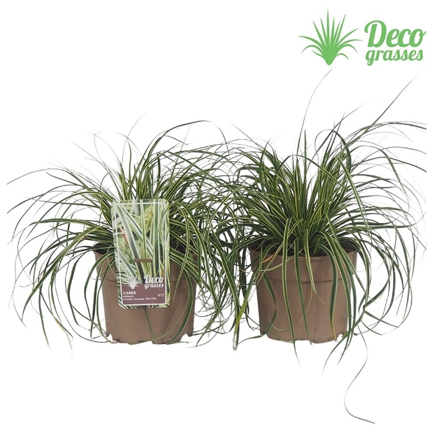 Image de Carex oshimensis 'Evercream'® - pot 19 cm