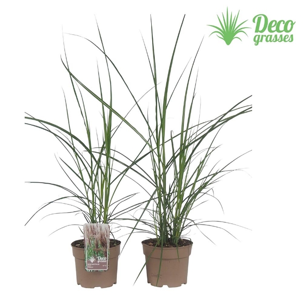 Image de Miscanthus sinensis 'Malepartus' - pot 19 cm