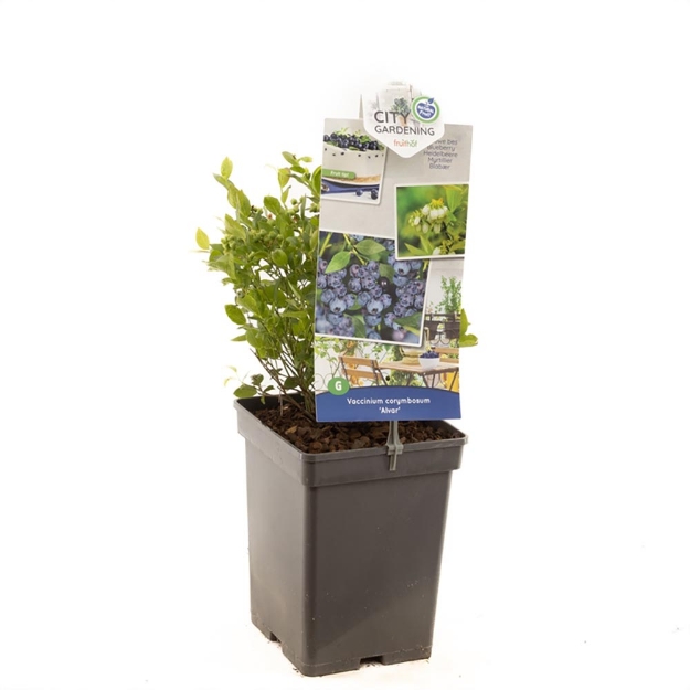 Image de Vaccinium cor. x Vac. angust. Alvar