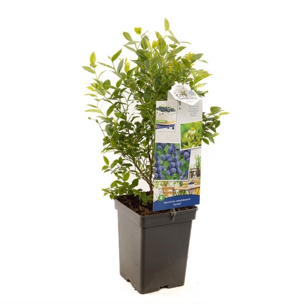 Image de Vaccinium cor. x Vac. angust. Jorma