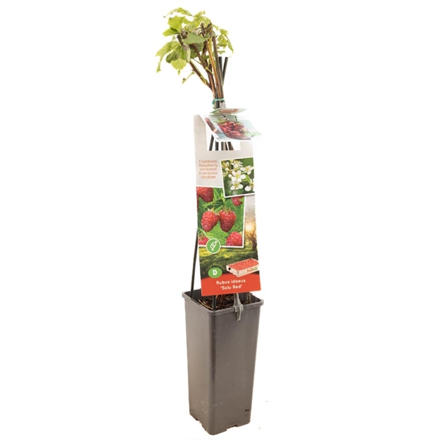 Image de Rubus id. TwoTimer® Sugana Red®