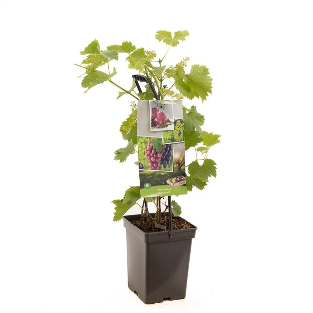 Image de Vitis vin. Trio raisin - poignée de transport