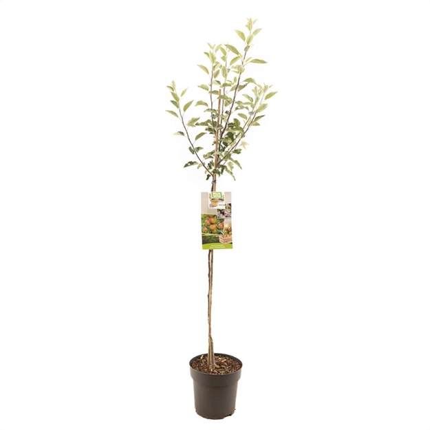 Image de Malus dom. Cox's Orange P. demi tige