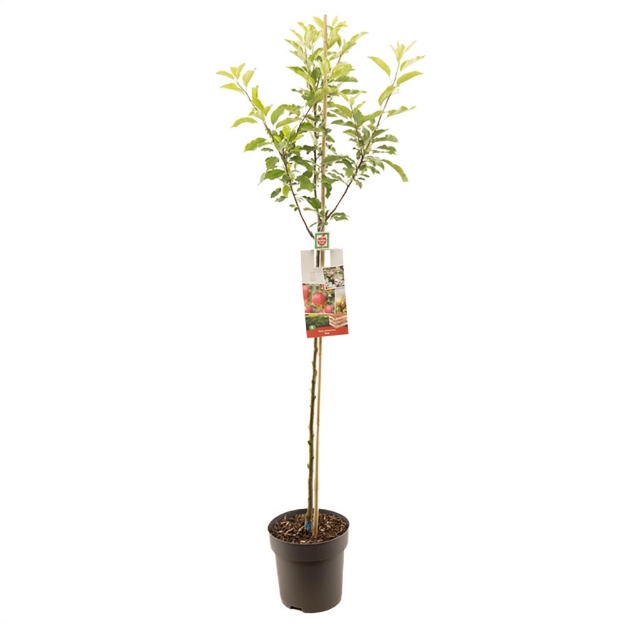 Image de Malus dom. Gala demi tige
