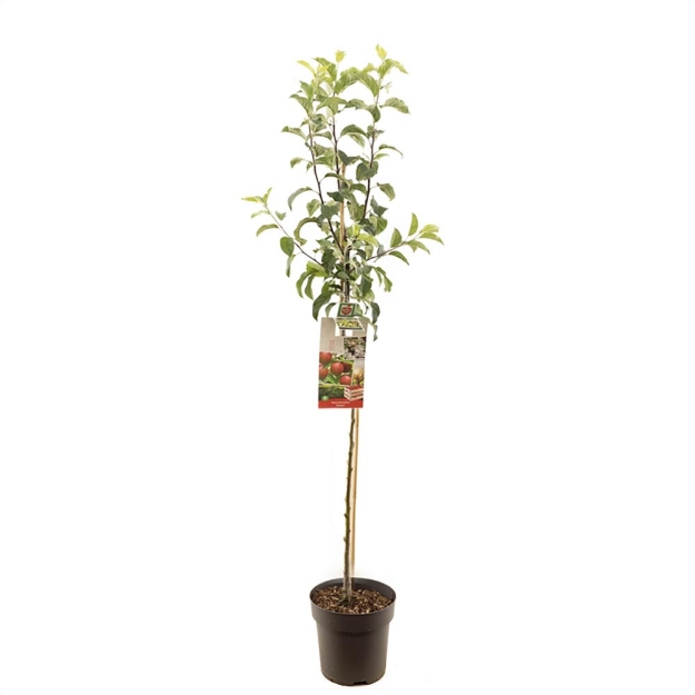 Image de Malus dom. Gloster demi tige