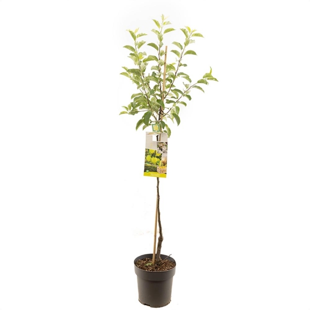 Image de Malus dom. Golden Delicious demi