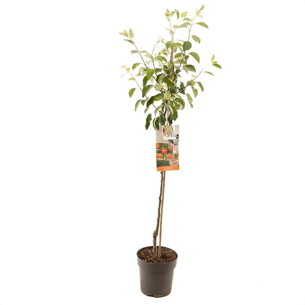 Image de Malus dom. James Grieve demi tige