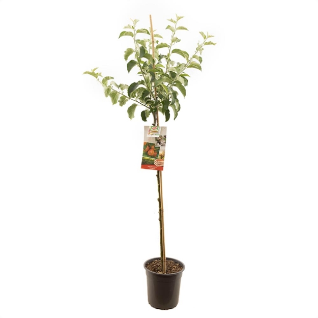 Image de Malus dom. Jonagold demi tige