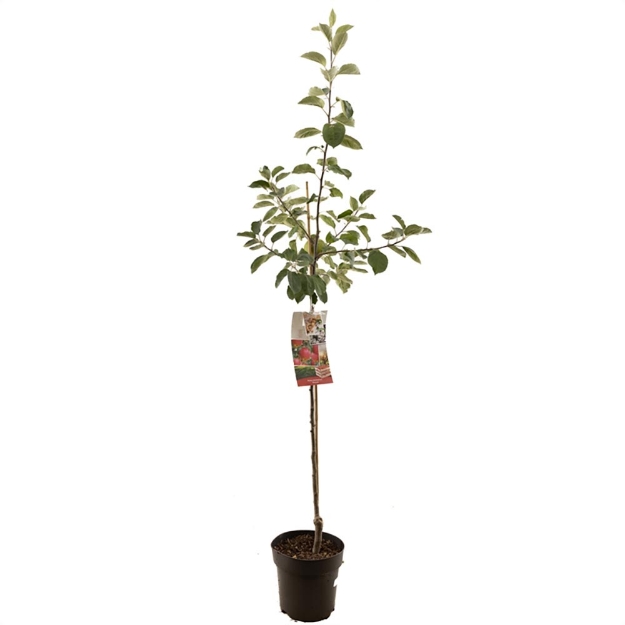 Image de Malus dom. Pinova demi tige