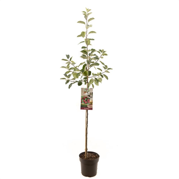 Image de Malus dom. Rouge Boskoop demi tige