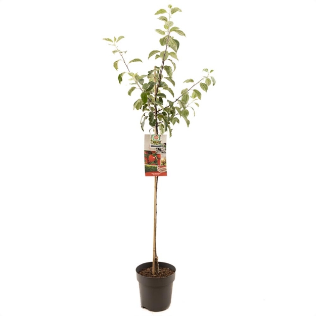 Image de Malus dom. Summerred demi tige