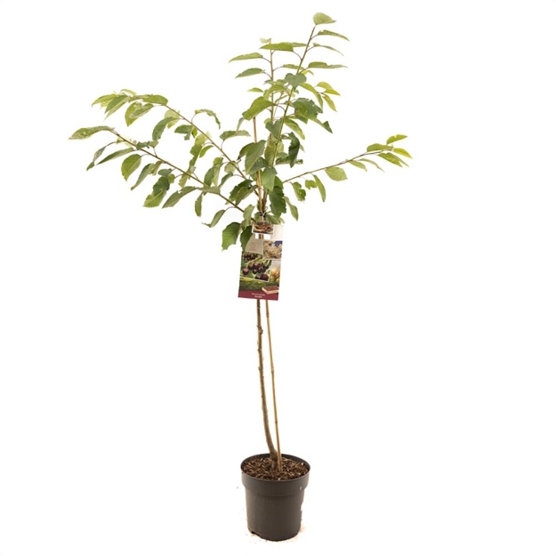 Image de Prunus avium Kordia demi tige