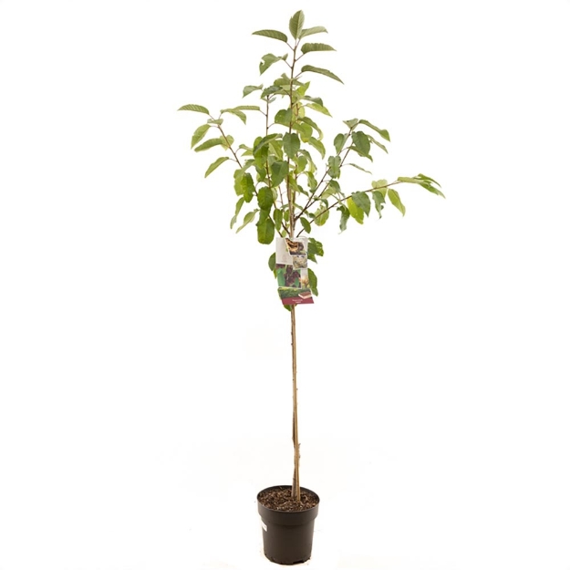 Image de Prunus avium Lapins demi tige