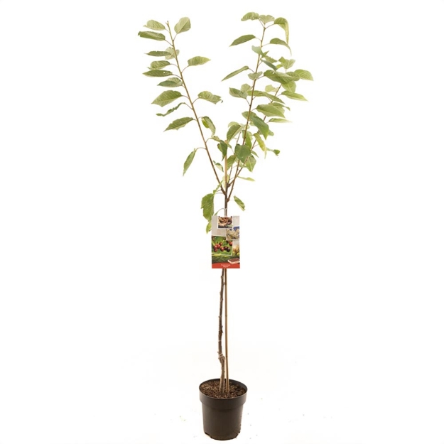 Image de Prunus avium Regina demi tige