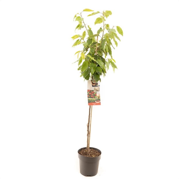 Image de Prunus avium Stella demi tige