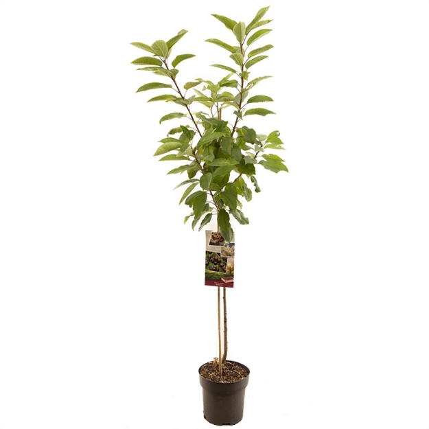 Image de Prunus avium Sunburst demi tige
