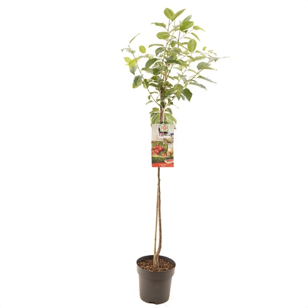 Image de Prunus cerasus Morel demi tige