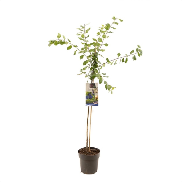 Image de Prunus dom. Bleue de Belgique demi