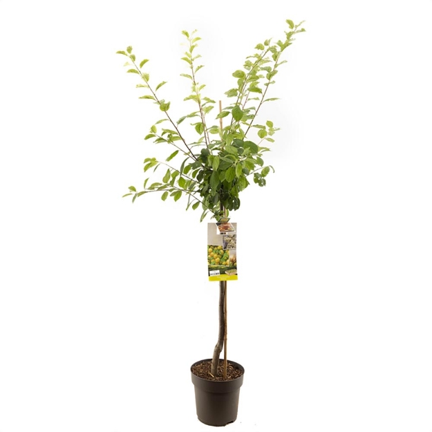 Image de Prunus dom. Ontario demi tige