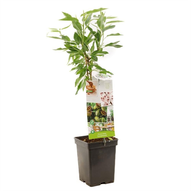 Image de Prunus dulcis Dwergamandel