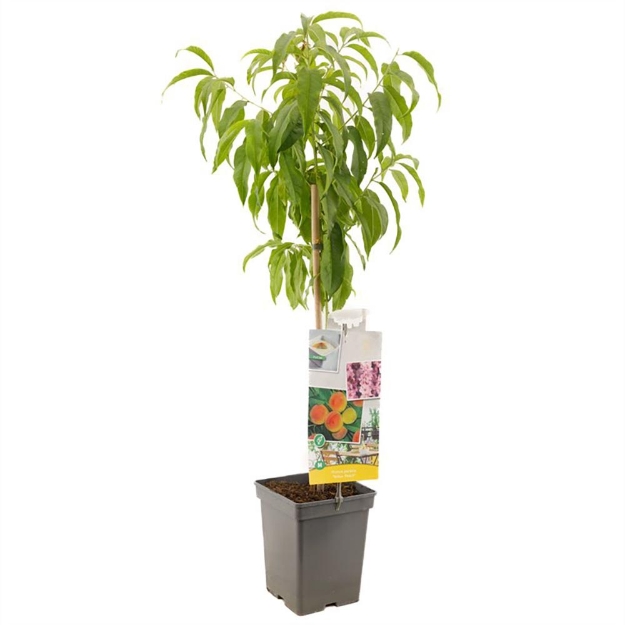 Image de Prunus persica Yellow Peach