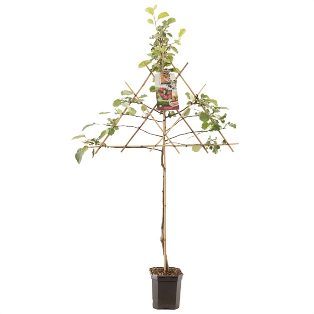 Image de Malus dom. Rouge Boskoop espalier