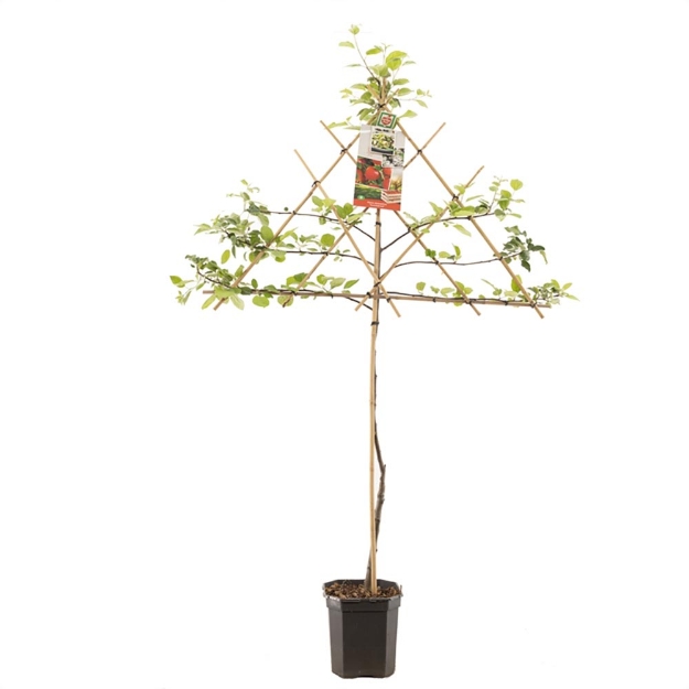Image de Malus dom. Summerred espalier
