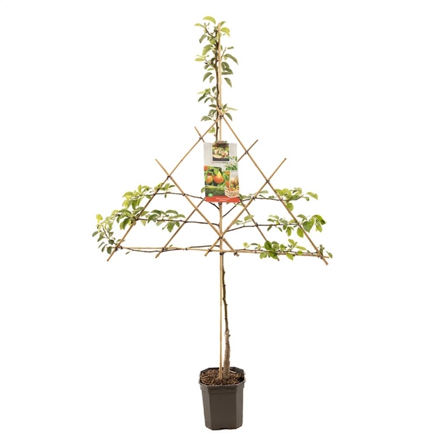 Image de Pyrus comm. Williams espalier