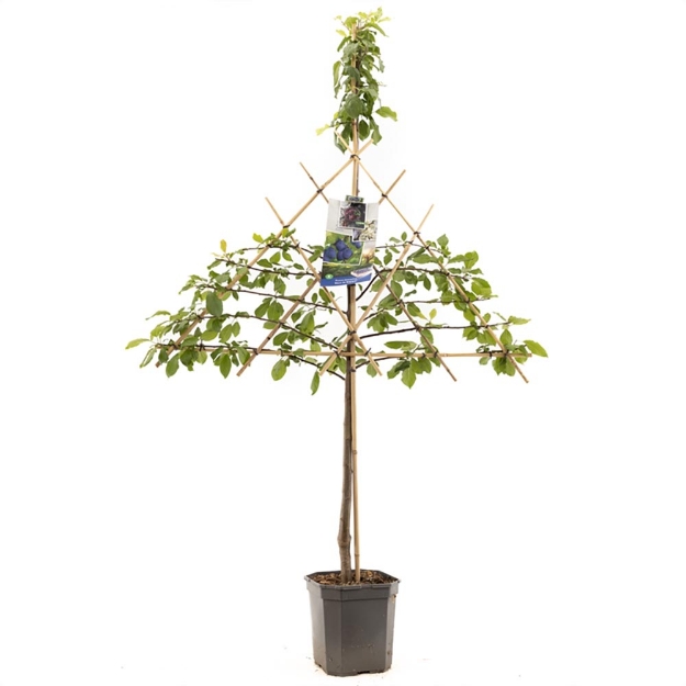 Image de Prunus dom. Bleue de Belgique esp.
