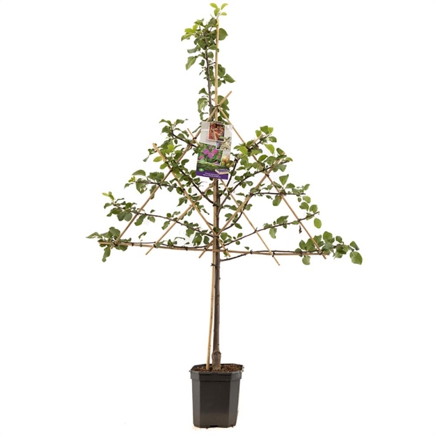 Image de Prunus dom. R-Cl. d'Althan espalier