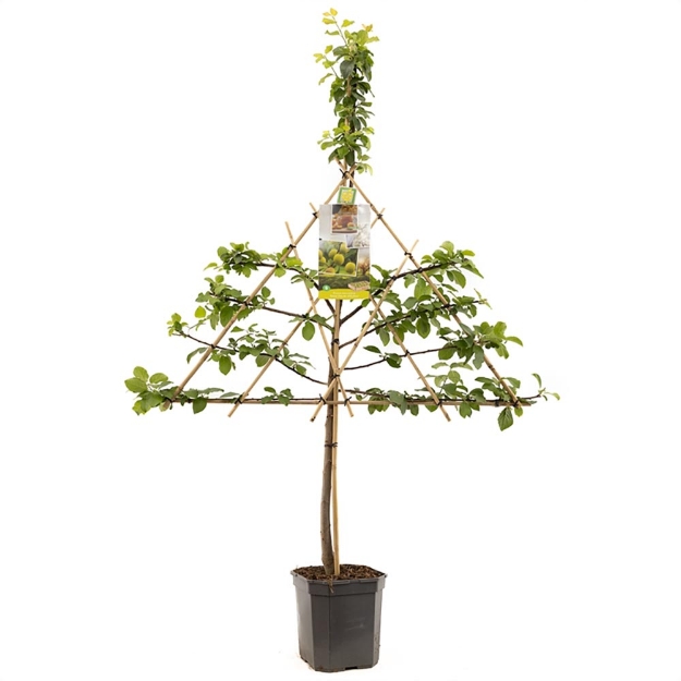 Image de Prunus dom. R-Cl. d'Oullins espalier