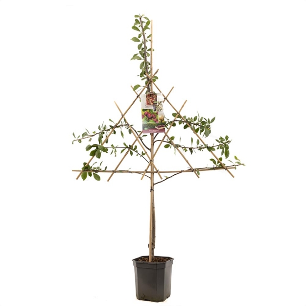 Image de Prunus dom. Victoria espalier