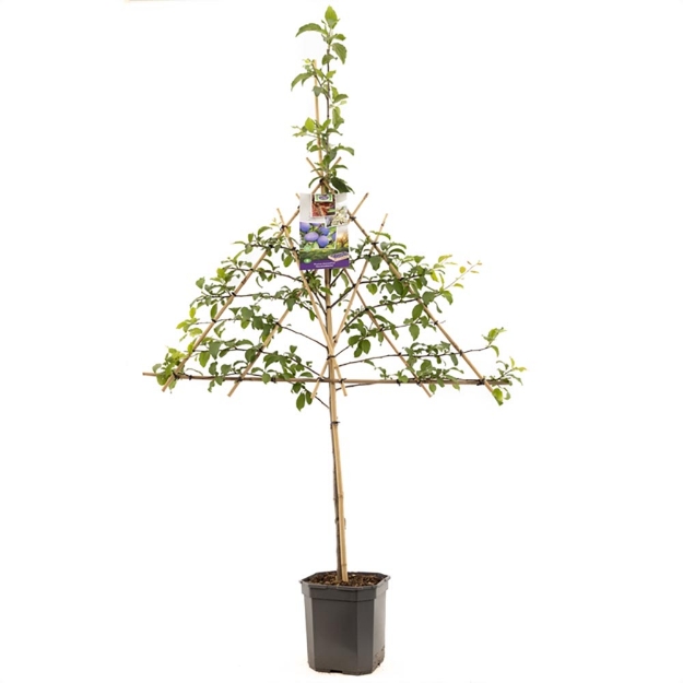 Image de Prunus dom. Hauszwetsche espalier