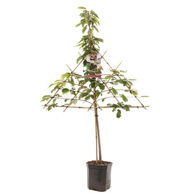 Image de Prunus avium Lapins espalier