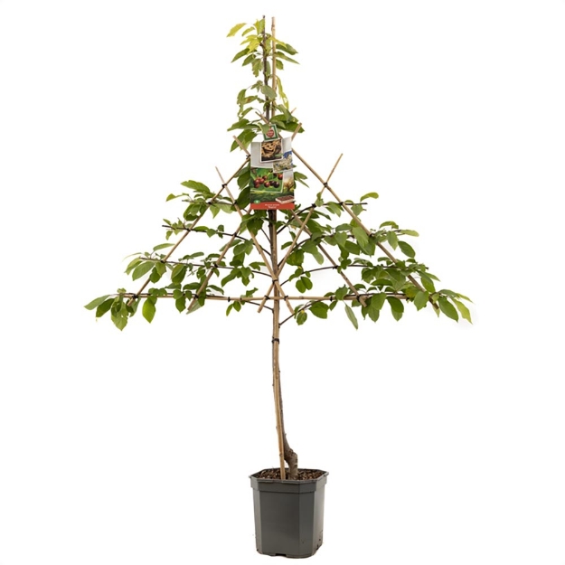 Image de Prunus avium Regina espalier