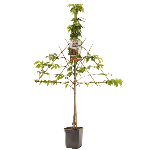 Image de Prunus avium Stella espalier