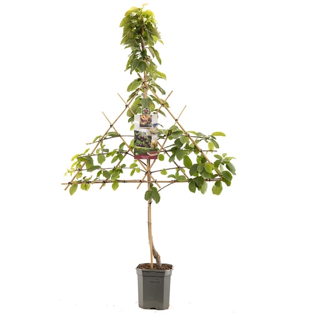 Image de Prunus avium Sunburst espalier