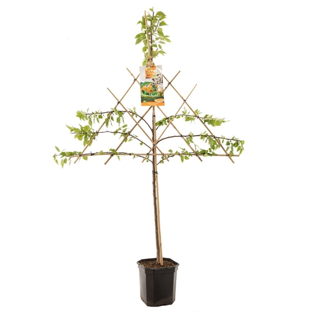 Image de Prunus armeniaca Tros Orange esp.